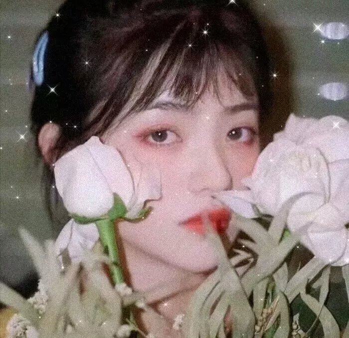 彩叶草之梦